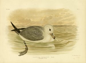 Petrello grigio-argento, 1891